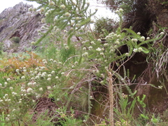 Aspalathus cephalotes