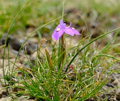 Moraea alpina