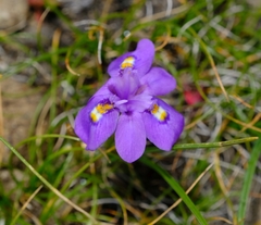 Moraea alpina