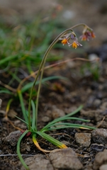 Tulbaghia montana