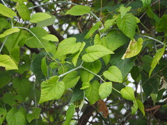 Cissus kerrii