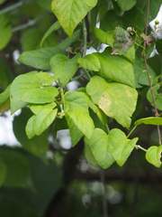Cissus kerrii