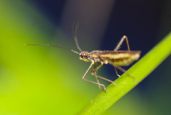 Collaria