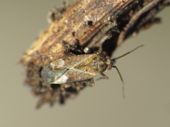 Compsidolon absinthii