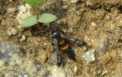 Sesiidae
