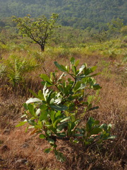 Careya arborea