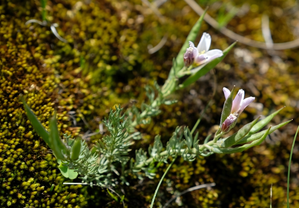 Heliophila alpina