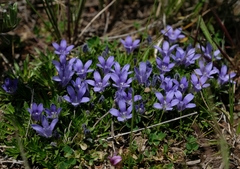 Craterocapsa congesta