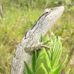 Polychrus acutirostris