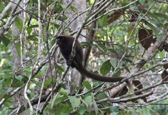 Plecturocebus brunneus