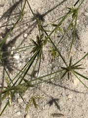 Cyperus grayi