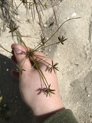 Cyperus grayi