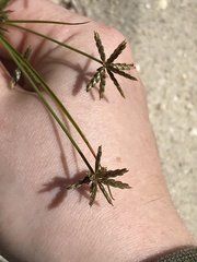 Cyperus grayi