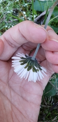 Bellis sylvestris
