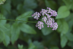 Chaerophyllum rubellum