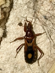 Rasahus thoracicus