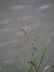 Phragmites vallatoria
