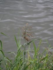 Phragmites vallatoria