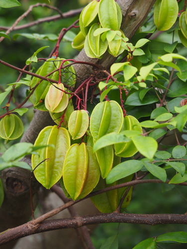 Averrhoa carambola