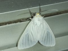 Palpita flegia
