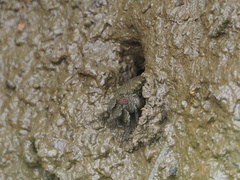 Parasesarma