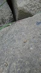 Tetrix japonica