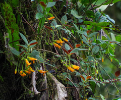 Columnea strigosa
