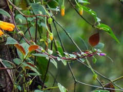 Columnea ovatifolia