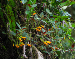 Columnea strigosa