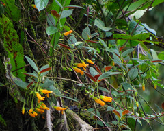 Columnea strigosa