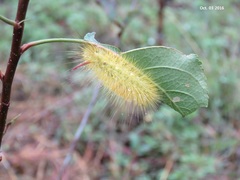 Calliteara pseudabietis