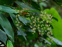 Epidendrum goodspeedianum