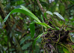 Vandoideae
