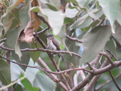 Picumnus granadensis