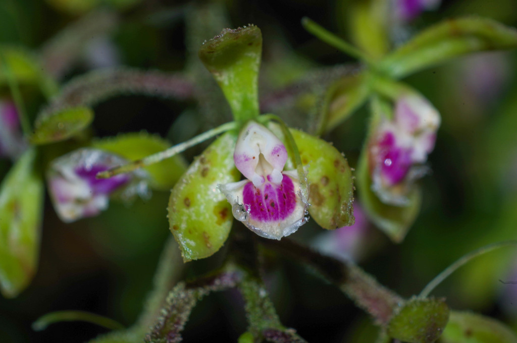 Epidendrum goodspeedianum