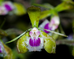 Epidendrum goodspeedianum