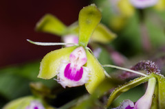 Epidendrum goodspeedianum