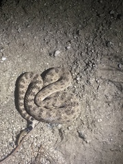 Crotalus cerastes laterorepens