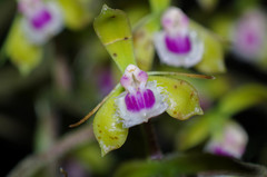 Epidendrum goodspeedianum