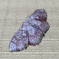 Scopula cuneilinea