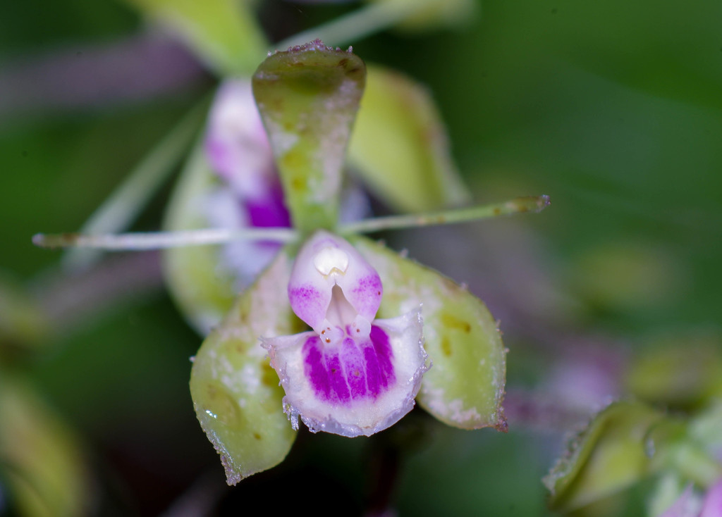 Epidendrum sodiroi