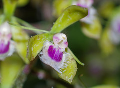 Epidendrum goodspeedianum