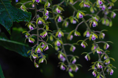 Epidendrum goodspeedianum
