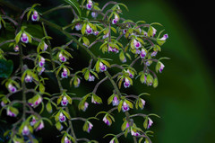 Epidendrum goodspeedianum