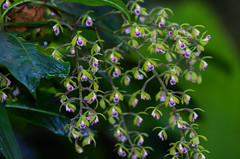 Epidendrum goodspeedianum