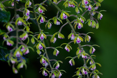 Epidendrum goodspeedianum