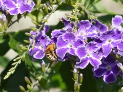 Amegilla