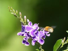 Amegilla
