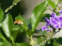 Amegilla