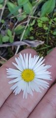 Bellis sylvestris